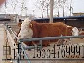 济宁市山东龙头养殖业肉牛养殖繁育最大场厂家