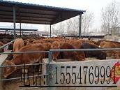 山东龙头养殖业肉牛养殖繁育最大场供应山东龙头养殖业肉牛养殖繁育最大场