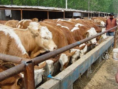 济宁市致富经肉牛养殖技术视频厂家供应致富经肉牛养殖技术视频