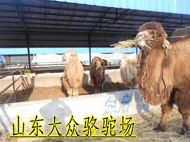 供应出售观光小骆小骆驼大产业双峰骆驼