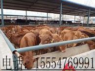 供应山东龙头养殖业肉牛养殖繁育最大场