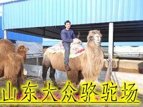 骆驼养殖骑乘骆驼养殖骑乘骆驼的价格