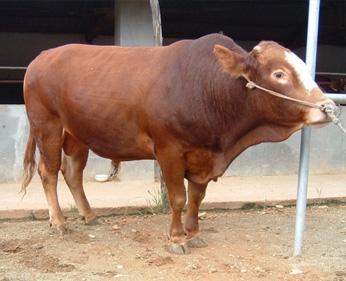 供应山东哪的牛最便宜保质保量价格最低