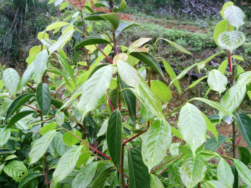 供应高产大果红花油茶苗批发供应