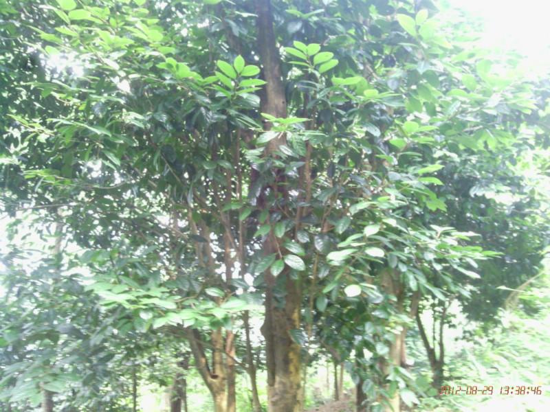 供应红花油茶树