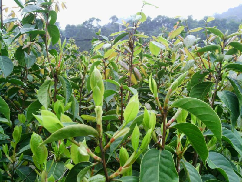 供应高产大果红花油茶苗产地