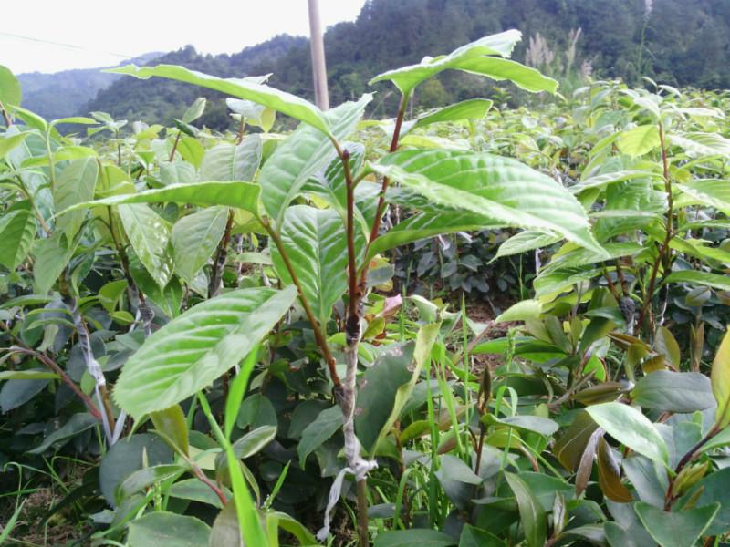 供应红花油茶苗种植