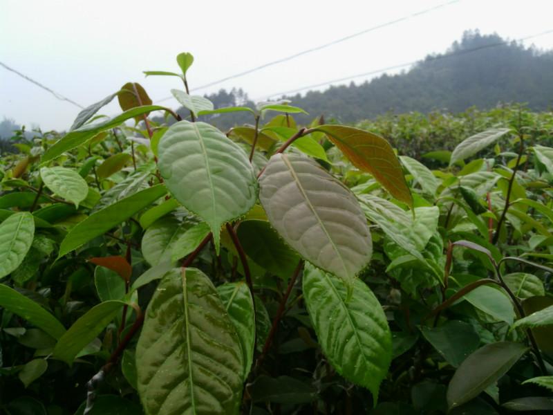 广西梧州红花油茶