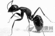 供应家中有蚂蚁能消灭吗