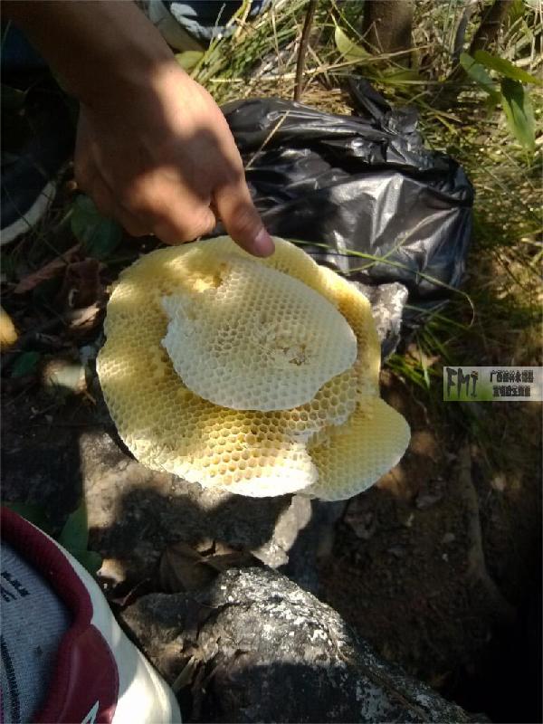 供应广州天然野生蜂蜜 非人工饲养 原生态野生蜂蜜——宣明蜂蜜