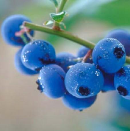 供应蓝莓提取物 花青素 越橘提取物图片