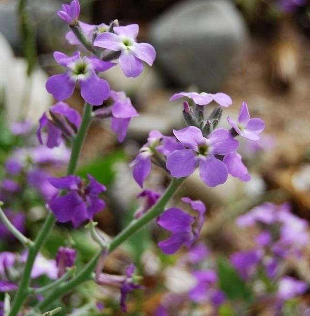 紫花苜蓿提取物批发