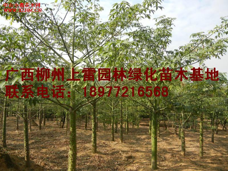 供应美丽木棉苗木大树小苗大量出售，规格价低，便宜处理，实惠，价钱价格