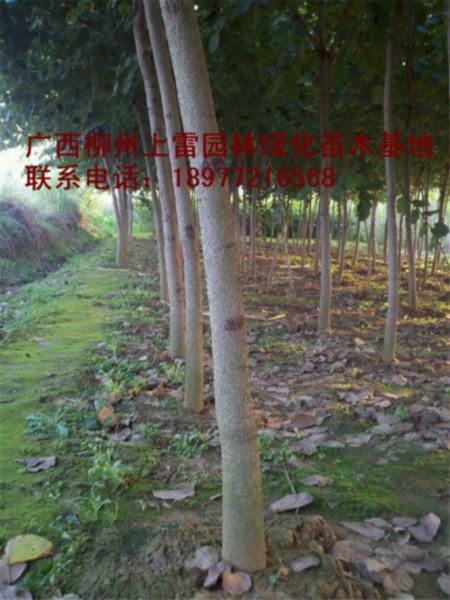 供应绿化树洋紫荆苗木大树小苗大量出售，规格价低，便宜处理，实惠，价钱