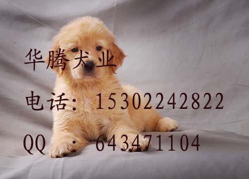 导盲犬金毛犬价钱多少广州哪里有卖纯种金毛犬狗场出售纯种金毛