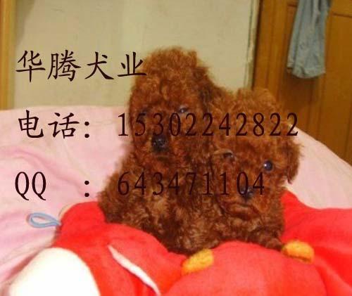 供应小型犬贵宾犬 广州贵宾犬 广州哪里有卖宠物狗玩具型贵宾犬 小