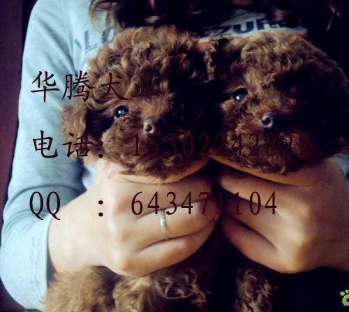 供应 广州贵宾犬哪里有广州犬场广州贵宾犬照片 广州贵宾犬价钱