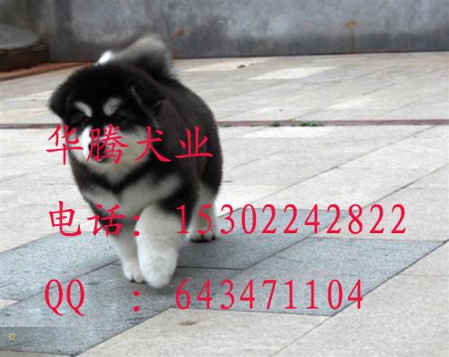 供应阿拉斯加犬价格多少钱 纯种阿拉斯加犬图片 阿拉斯加犬多少钱一只