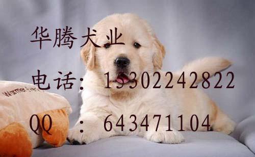 导盲犬金毛犬价钱多少广州哪里有卖纯种金毛犬狗场出售纯种金毛