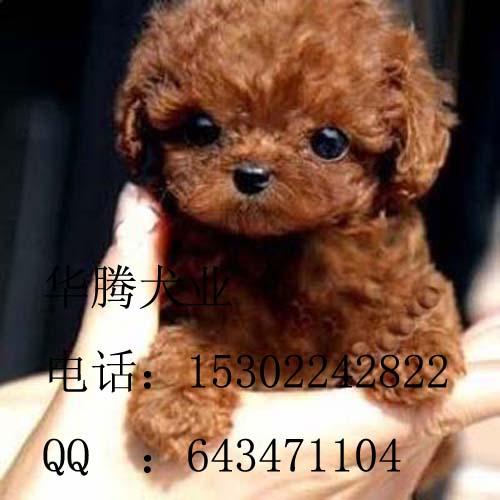 供应 广州贵宾犬哪里有广州犬场广州贵宾犬照片 广州贵宾犬价钱