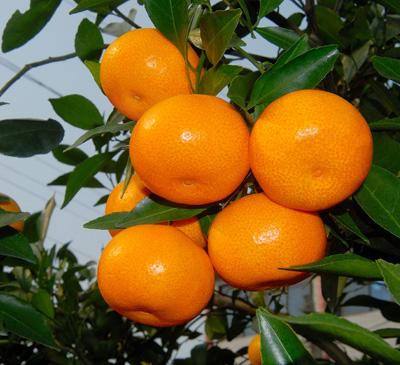供应精品蜜桔 初冬橘尝鲜 蜜桔生产基地批发代购