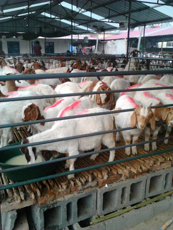 供应波尔山羊价格，哪里有大型波尔上哪羊养殖场