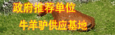 中国牛网羊网牛羊牧业批发