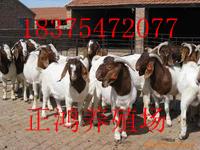 供应波尔山羊养殖技术及波尔山羊价格