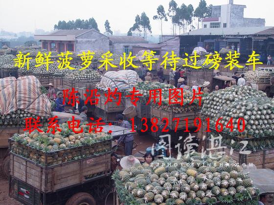 新鲜菠萝产地批发价格