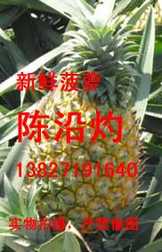 供应广东新鲜菠萝