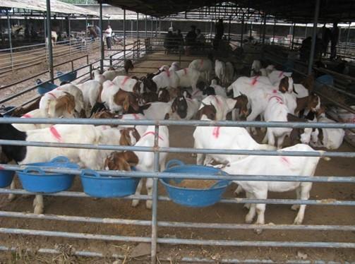 供应育肥羊，种羊厂家直销价，山东最大的肉羊养殖场图片