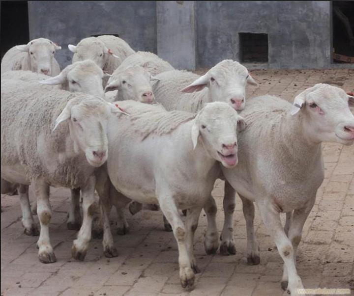 供应市场育肥羊价格活羊价格种羊价格山东皓天专业养羊场图片