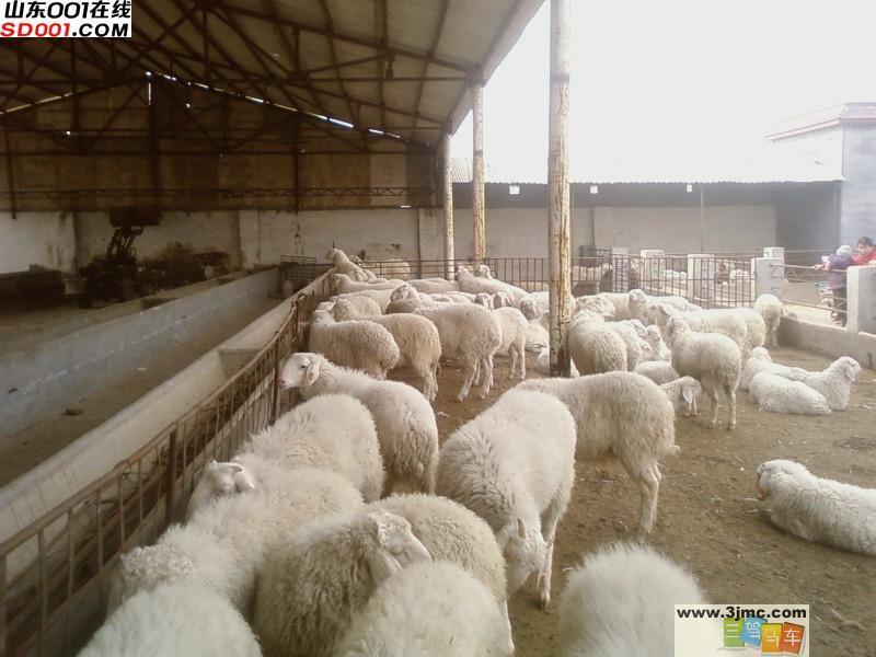 宁夏种羊养殖基地小羊羔最低价格图片