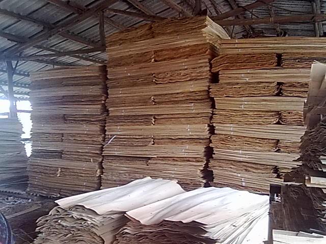 广西玉林桉木中板桉木单板桉木木批发