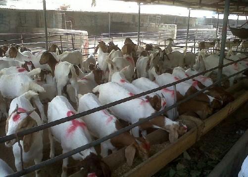 供应肉羊市场需求大养殖肉羊可发家图片