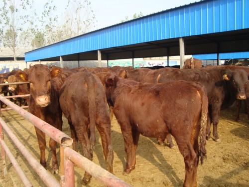 鲁西黄牛价格鲁西黄牛养殖技术供应鲁西黄牛价格鲁西黄牛养殖技术