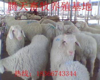 小尾寒羊公羊养殖技术批发