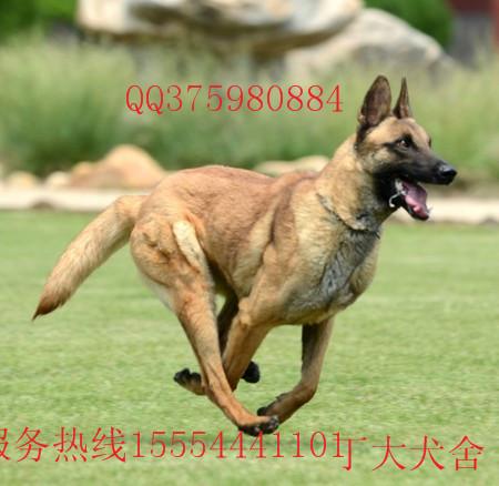 江苏马犬专业养殖基地马犬多少钱批发