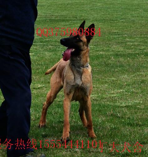 供应吉林省马犬价格马犬多少钱一只