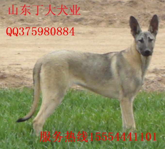 供应狼青养殖基地常年出售纯种日本狼青幼犬成犬