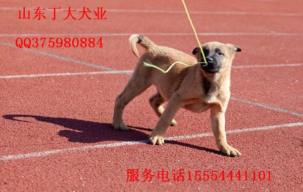 供应大庆市马犬养殖厂，马犬多少钱，马犬训练