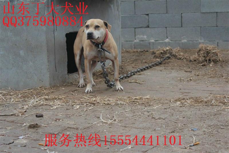 供应四川省比特犬价格比特犬多少钱一只