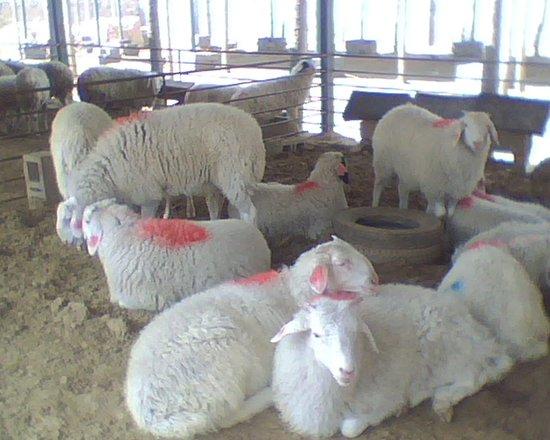 供应最大养殖基地小尾寒羊肉羊改良羊