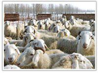 供应 云南小尾寒羊、小羊羔是什么价格图片