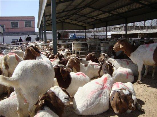 供应南非原种波尔羊种厂/波尔山羊幼苗图片
