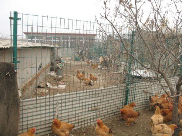 养殖场护栏围栏防护网隔离栅栏批发