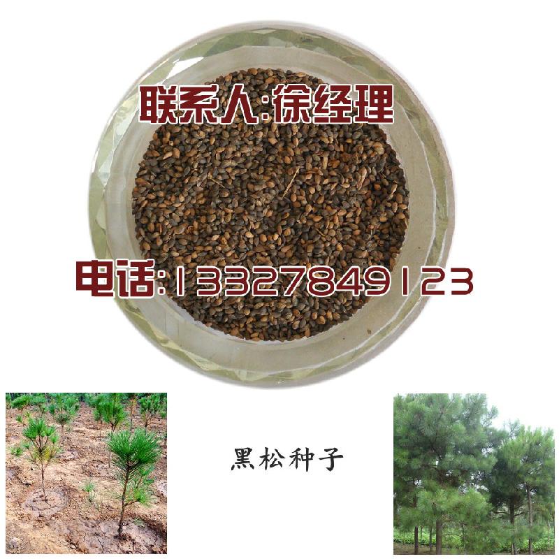 黑松种子黑松种子价格黑松种植管理黑松小苗价格黑松种植养护