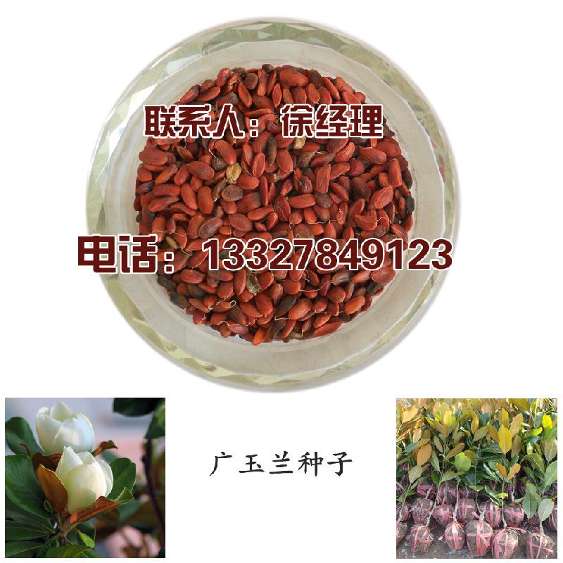 供应新采广玉兰种子优质种子去皮广玉兰种子批发包出芽率