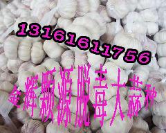 供应大蒜种北京农科院最新培育的大蒜种子脱毒大蒜大蒜素大蒜种植机