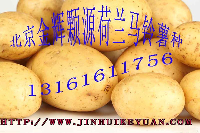 供应马铃薯培育技术土豆种植方法土豆种